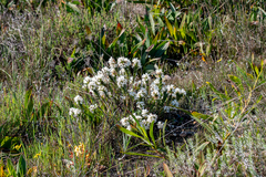 Gnidia ornata (Gnidia ornata)