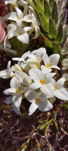 Gnidia ornata (Gnidia ornata)