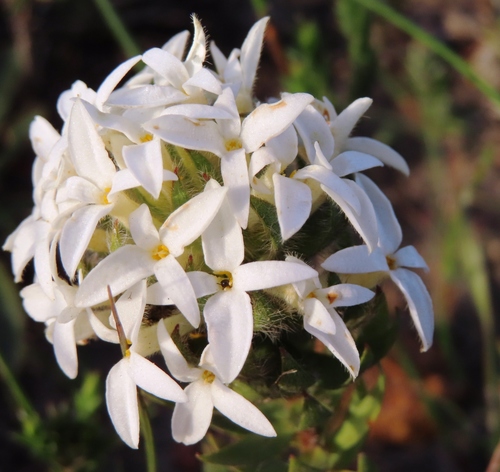 Gnidia ornata (Gnidia ornata)