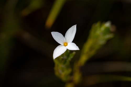 Gnidia penicillata (Gnidia penicillata)