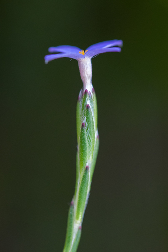 Gnidia penicillata (Gnidia penicillata)
