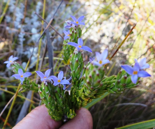 Gnidia penicillata (Gnidia penicillata)