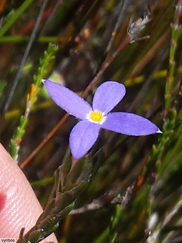 Gnidia penicillata (Gnidia penicillata)