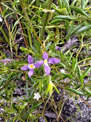 Gnidia penicillata (Gnidia penicillata)