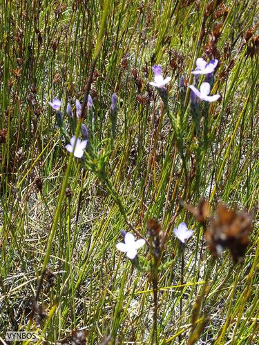 Gnidia penicillata (Gnidia penicillata)