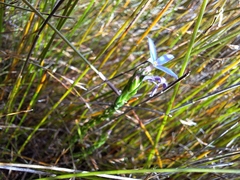 Gnidia penicillata (Gnidia penicillata)