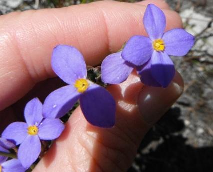 Gnidia penicillata (Gnidia penicillata)