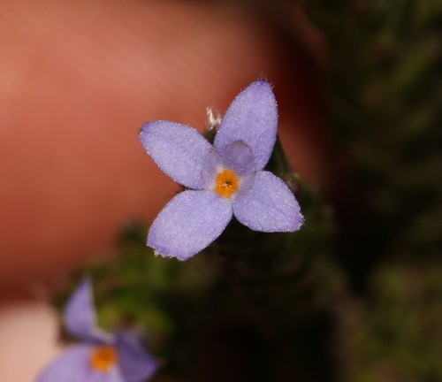 Gnidia penicillata (Gnidia penicillata)