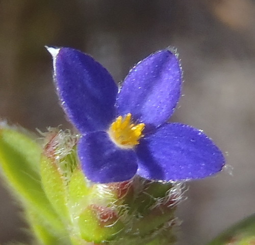 Gnidia penicillata (Gnidia penicillata)