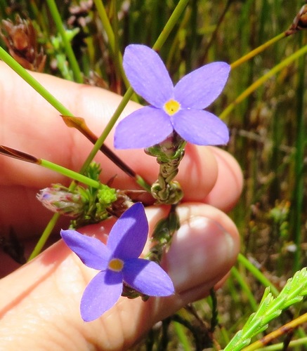 Gnidia penicillata (Gnidia penicillata)