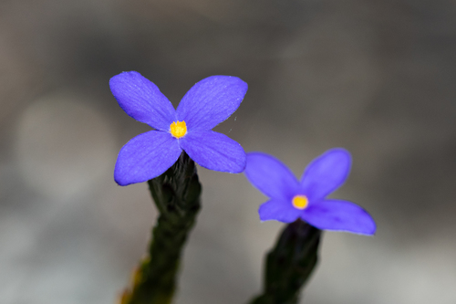 Gnidia penicillata (Gnidia penicillata)