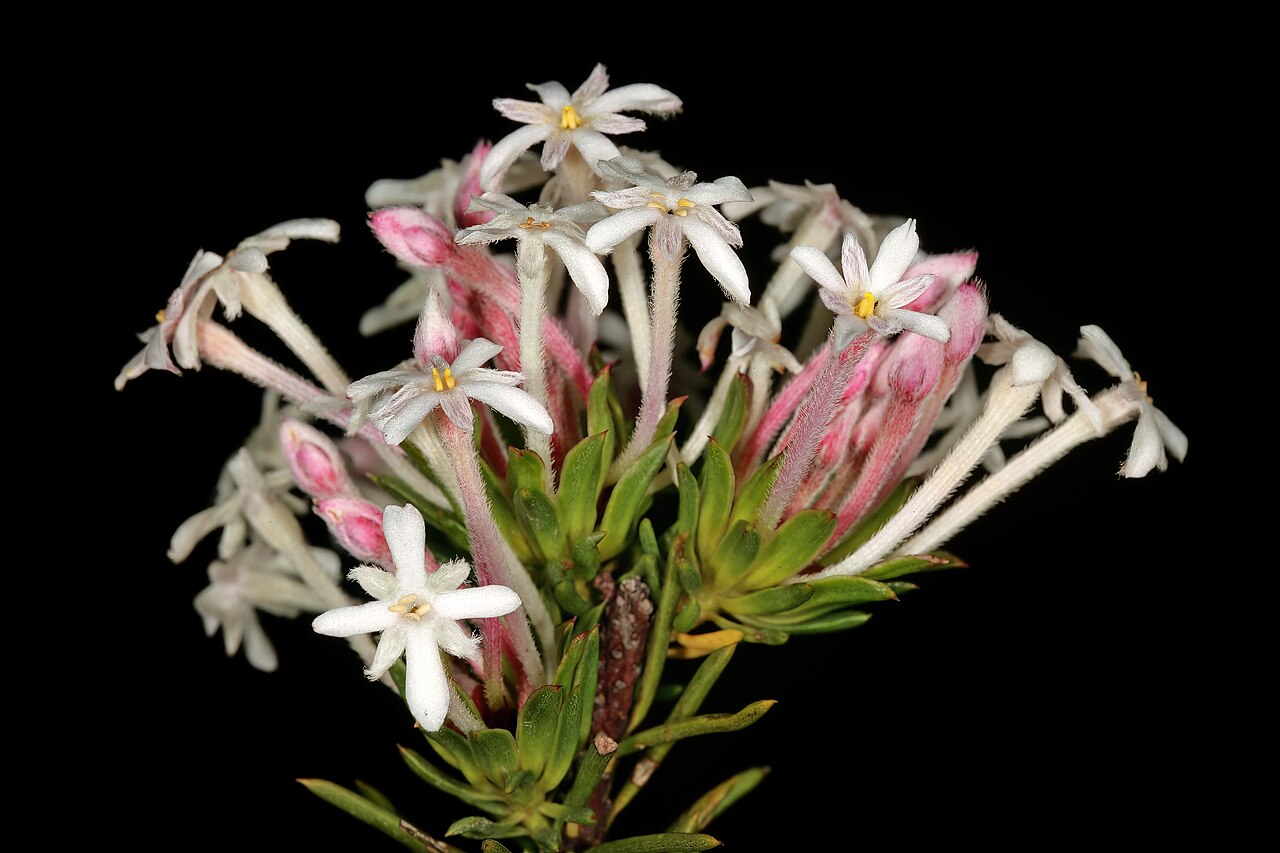 Needle Cape-saffron: Gnidia pinifolia , flowers; in fynbos, mountains above Hermanus, Western Cape, South Africa