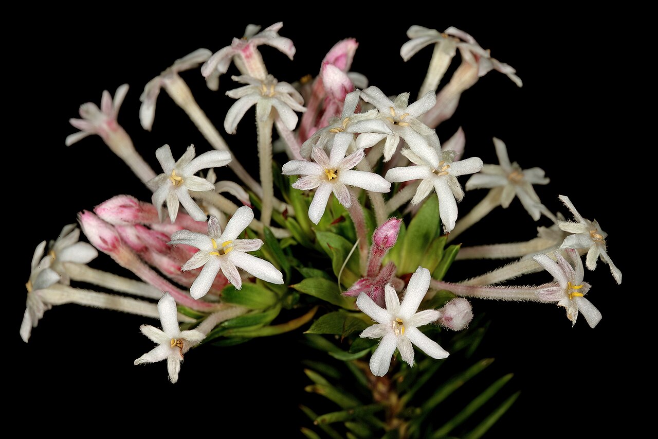 Needle Cape-saffron: Gnidia pinifolia , flowers; in fynbos, mountains above Hermanus, Western Cape, South Africa