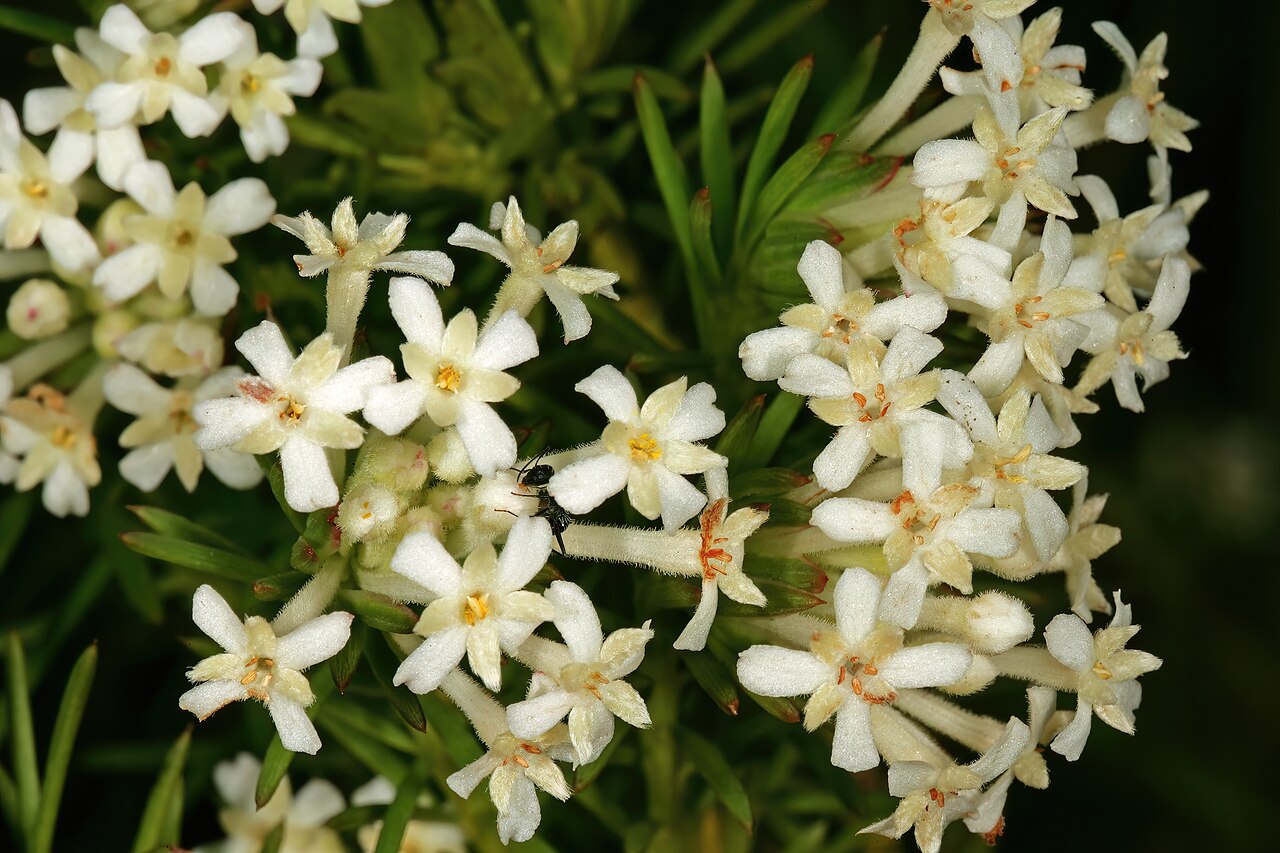 Needle Cape-saffron: Gnidia pinifolia , flowers; in fynbos, higher mountain slopes above Betty's Bay, Western Cape, South Africa
