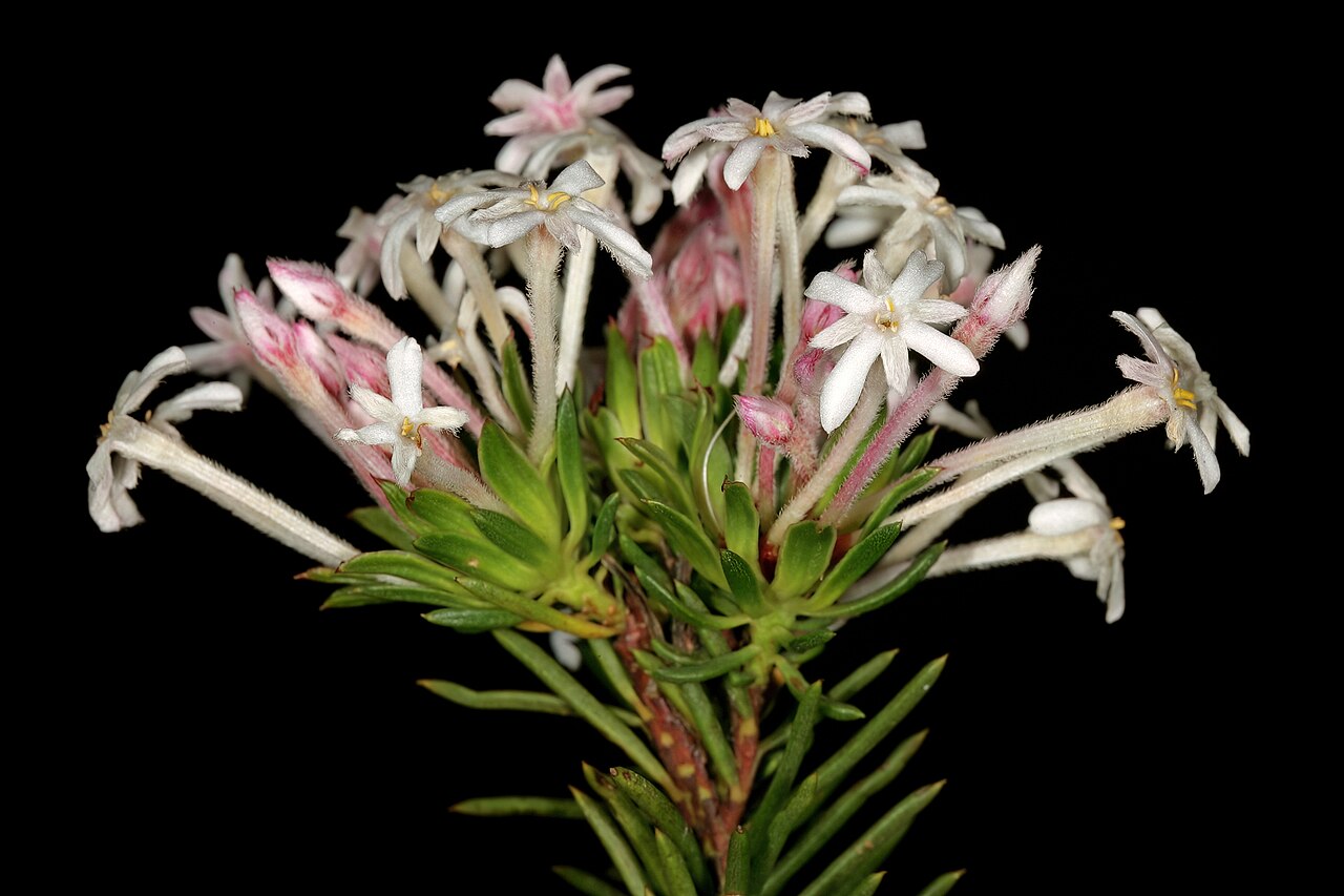 Needle Cape-saffron: Gnidia pinifolia , flowers; in fynbos, mountains above Hermanus, Western Cape, South Africa