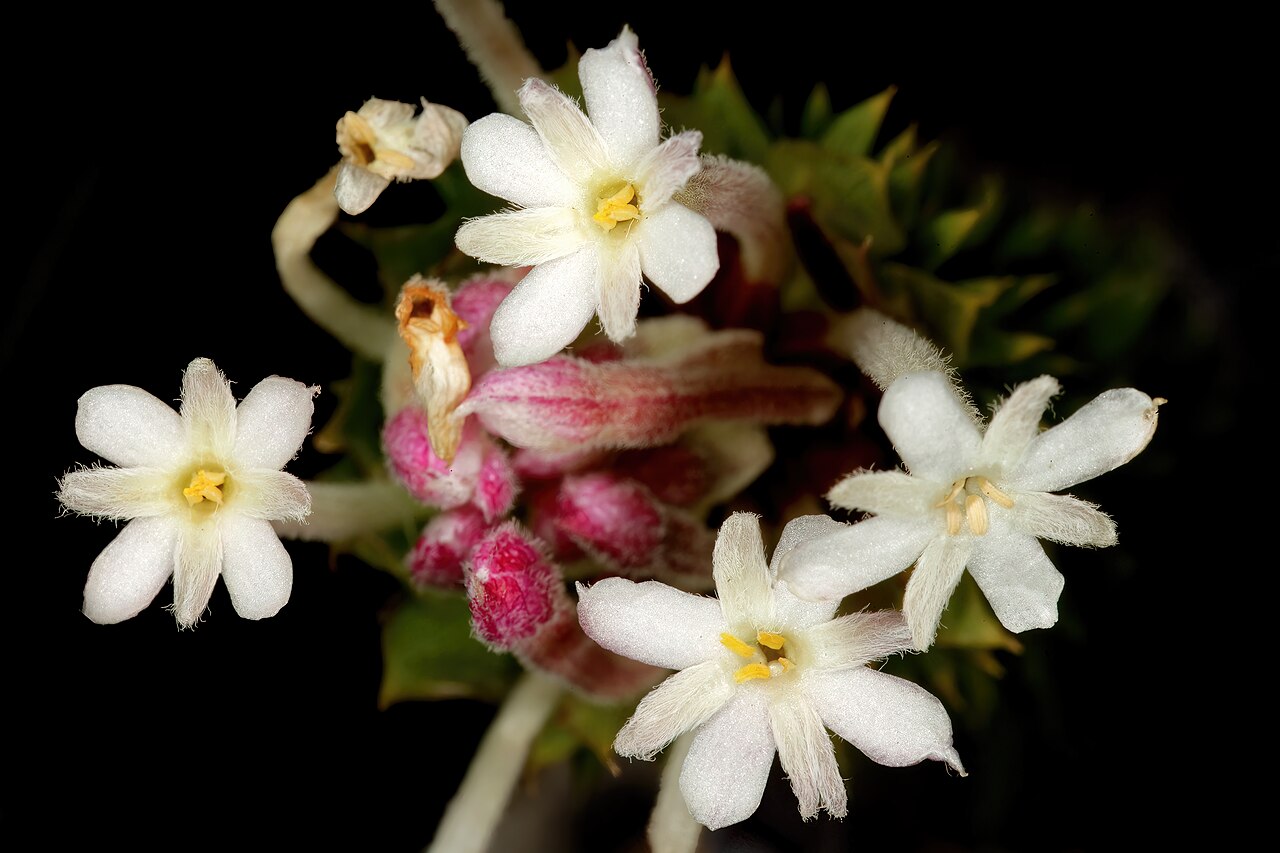 Needle Cape-saffron: Gnidia pinifolia , flowers; in fynbos, mountains above Hermanus, Western Cape, South Africa
