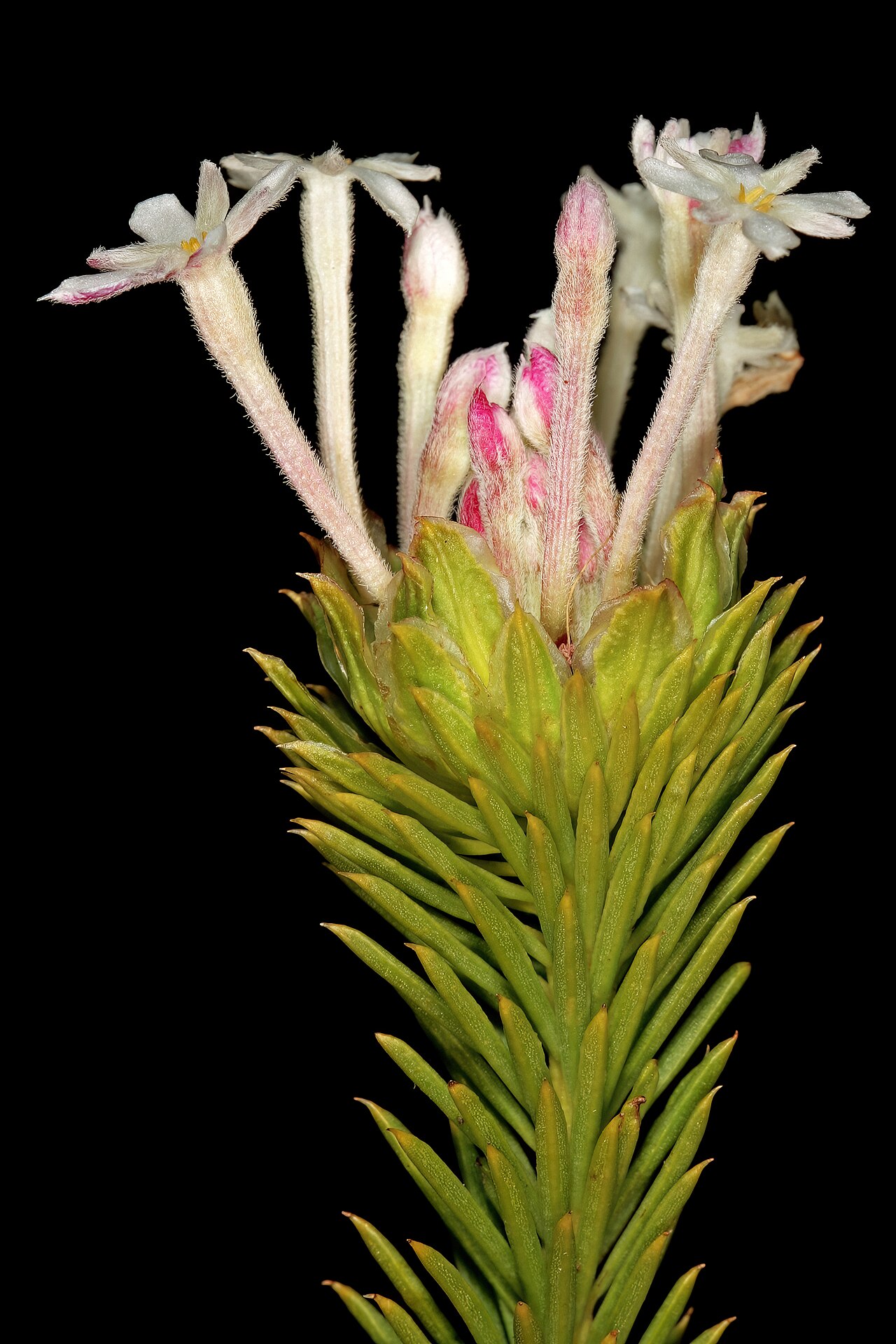 Needle Cape-saffron: Gnidia pinifolia , flowers; in fynbos, mountains above Hermanus, Western Cape, South Africa