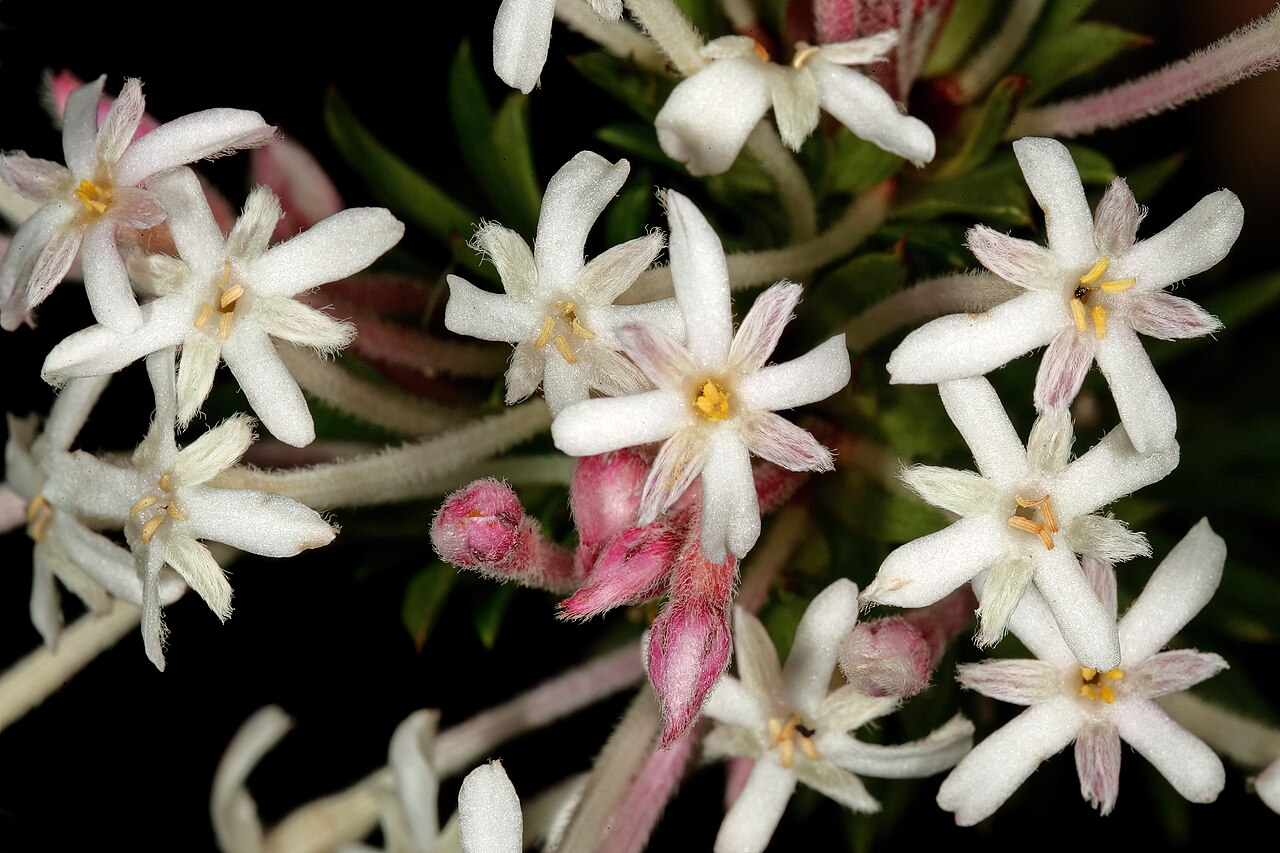 Needle Cape-saffron: Gnidia pinifolia , flowers; in fynbos, mountains above Hermanus, Western Cape, South Africa