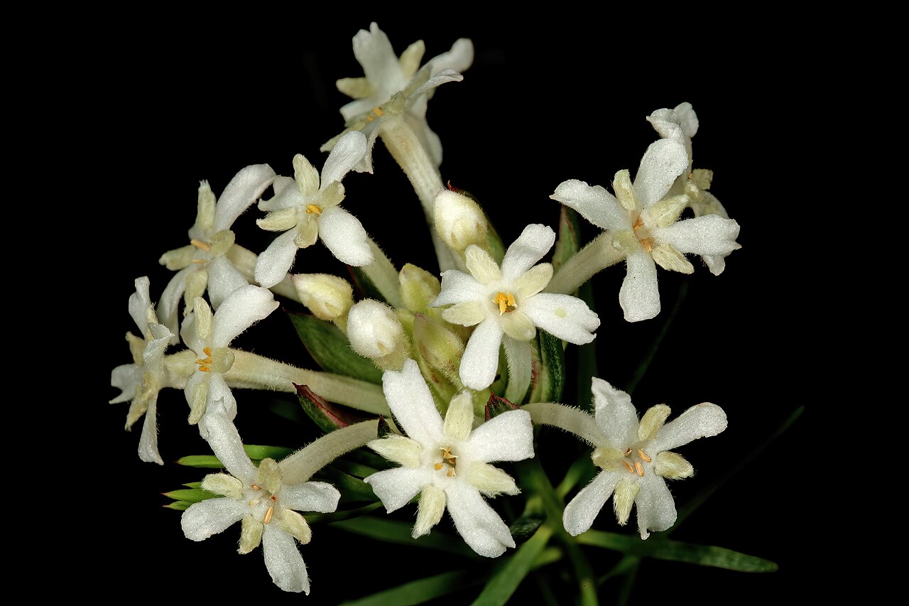 Needle Cape-saffron: Gnidia pinifolia , flowers; in fynbos, Fernkloof Nature Reserve, Hermanus, Western Cape, South Africa