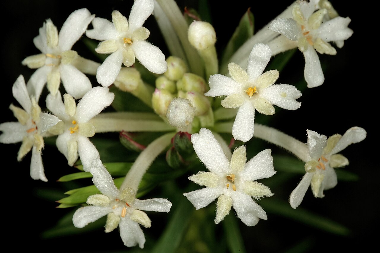 Needle Cape-saffron: Gnidia pinifolia , flowers; in fynbos, Fernkloof Nature Reserve, Hermanus, Western Cape, South Africa