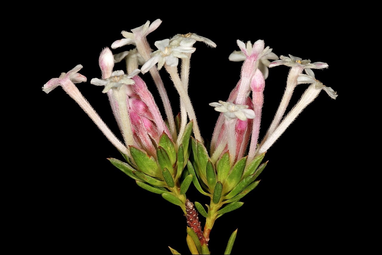 Needle Cape-saffron: Gnidia pinifolia , flowers; in fynbos, mountains above Hermanus, Western Cape, South Africa