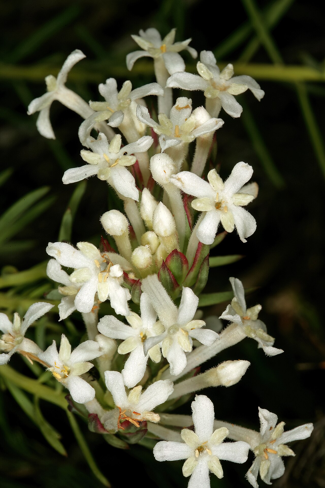 Needle Cape-saffron: Gnidia pinifolia , flowers; in fynbos, Fernkloof Nature Reserve, Hermanus, Western Cape, South Africa