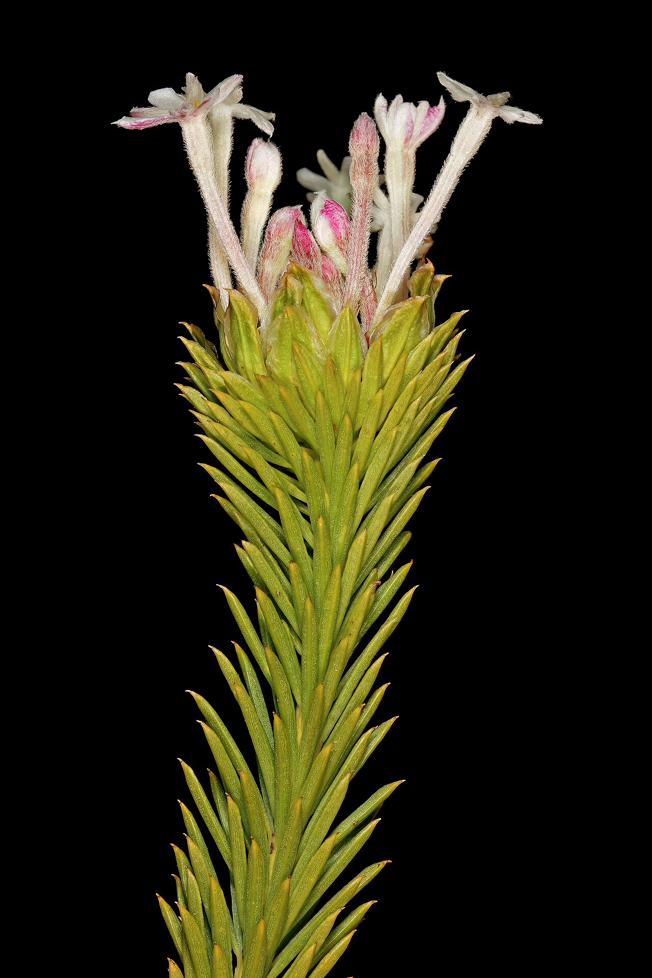 Needle Cape-saffron: Gnidia pinifolia , flowers; in fynbos, mountains above Hermanus, Western Cape, South Africa