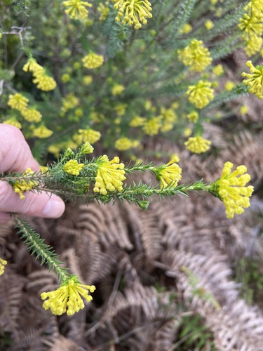 Gnidia polystachya (Gnidia polystachya)