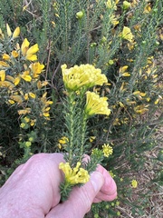 Gnidia polystachya (Gnidia polystachya)
