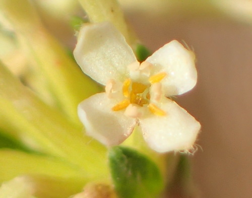 Saffron bush (Gnidia squarrosa)