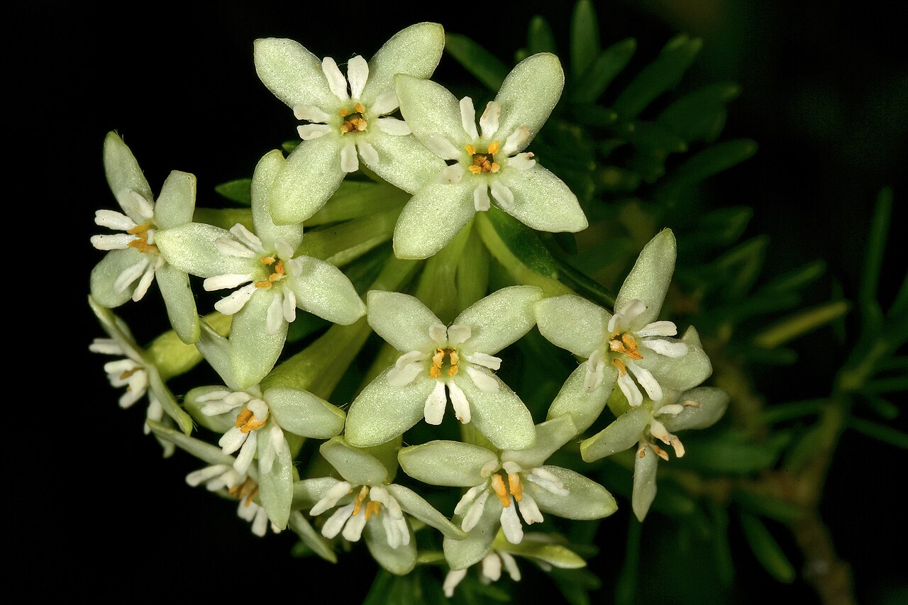 Saffron bush: Gnidia squarrosa , flowers; Darling Wild Flower Show, Darling, Western Cape, South Africa