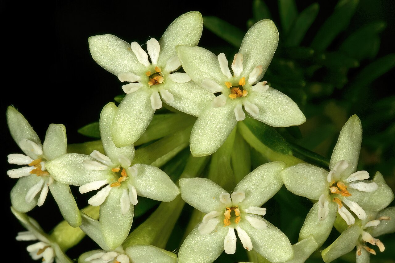 Saffron bush: Gnidia squarrosa , flowers; Darling Wild Flower Show, Darling, Western Cape, South Africa