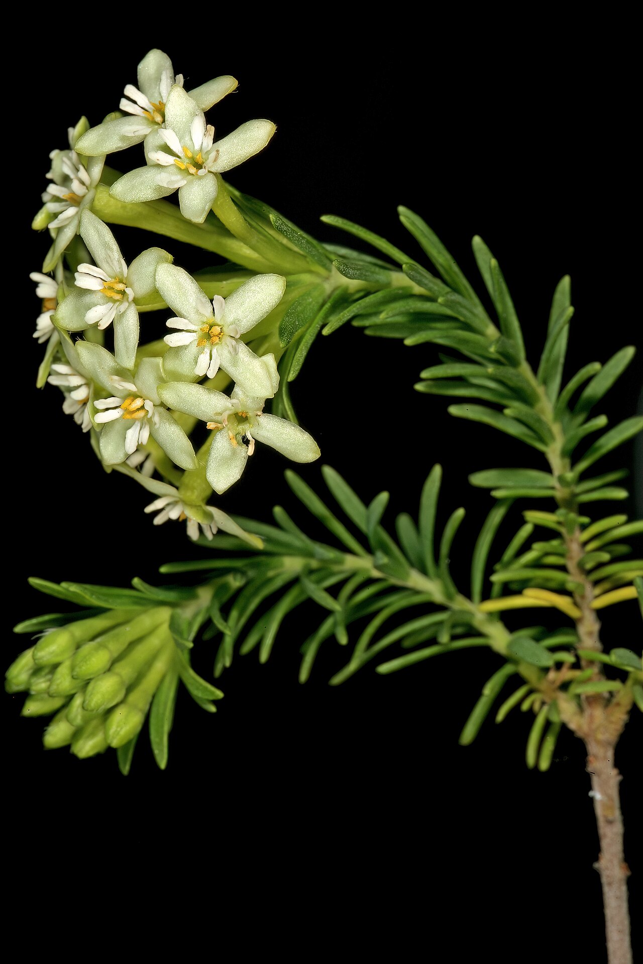 Saffron bush: Gnidia squarrosa , flowers; Darling Wild Flower Show, Darling, Western Cape, South Africa