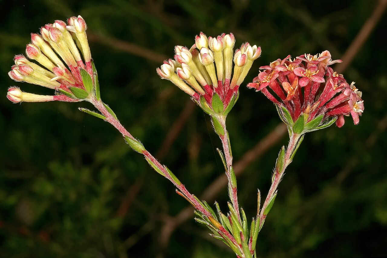 Saffron bush: Gnidia squarrosa , flowers; Kirstenbosch National Botanical Garden, Cape Town, Western Cape, South Africa