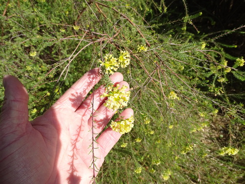 Saffron bush (Gnidia squarrosa)