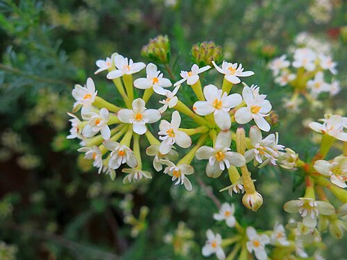 Saffron bush: Gnidia squarrosa (L.) Druce - cultivated in Knysna, South Africa