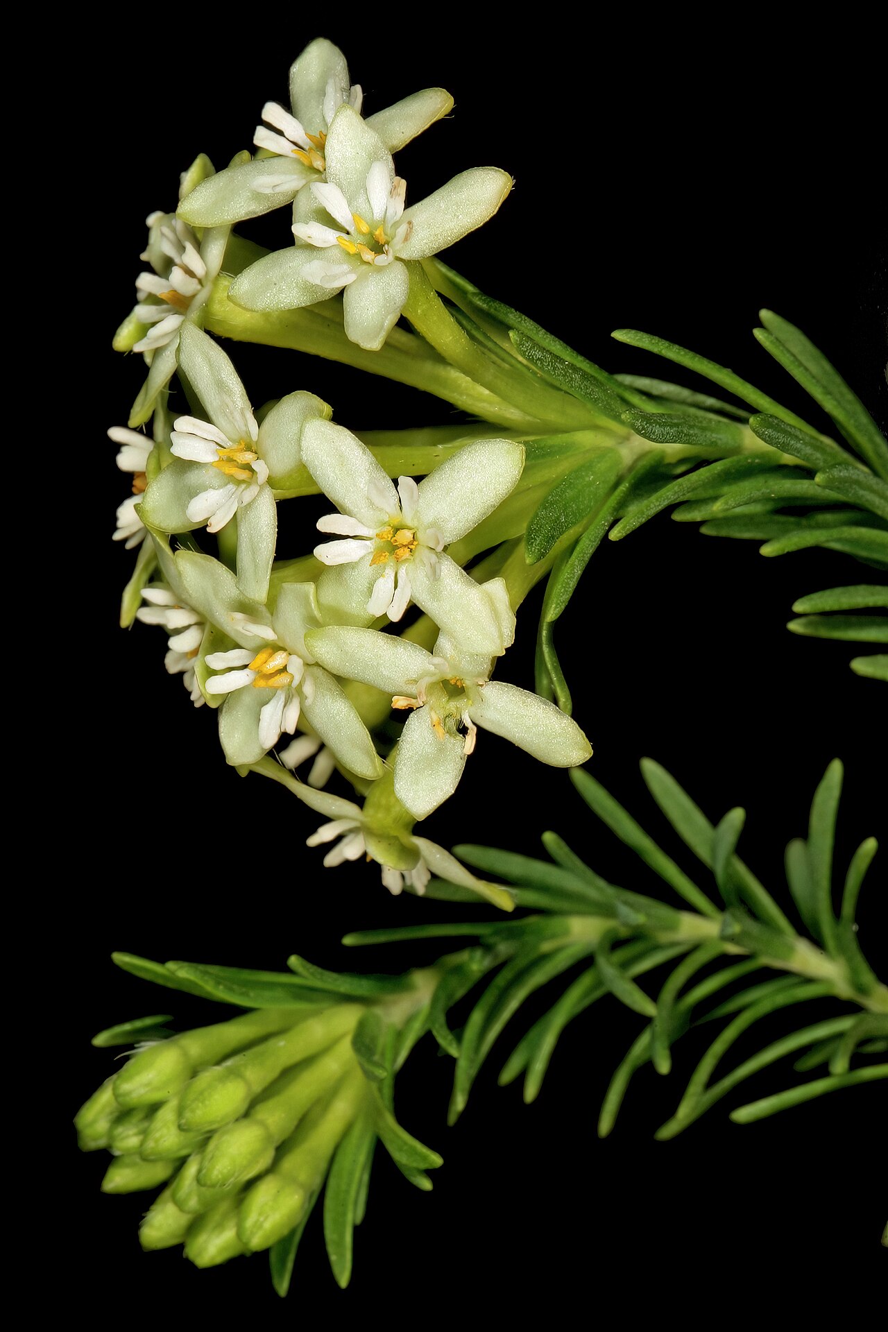 Saffron bush: Gnidia squarrosa , flowers; Darling Wild Flower Show, Darling, Western Cape, South Africa