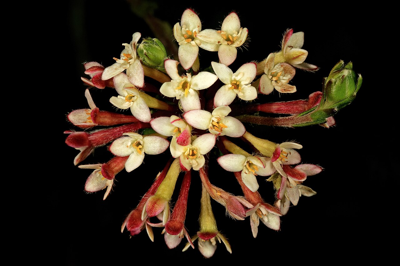 Saffron bush: Gnidia squarrosa , flowers; Kirstenbosch National Botanical Garden, Cape Town, Western Cape, South Africa