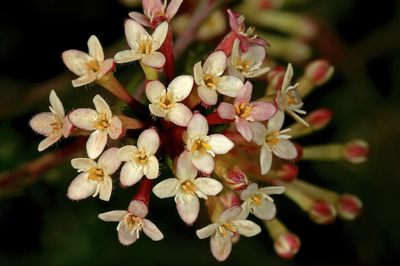 Saffron bush: Gnidia squarrosa , flowers; Kirstenbosch National Botanical Garden, Cape Town, Western Cape, South Africa