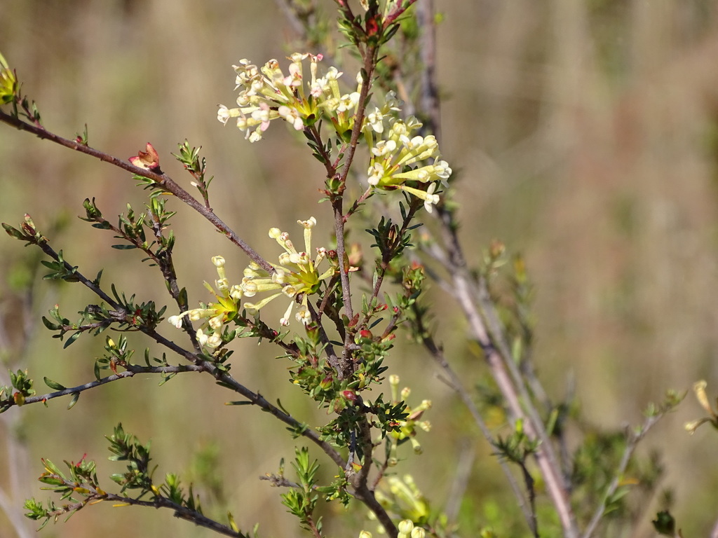 Saffron bush (Gnidia squarrosa)