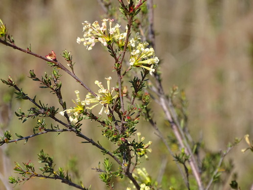 Saffron bush (Gnidia squarrosa)