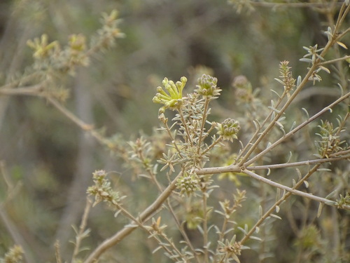 Saffron bush (Gnidia squarrosa)