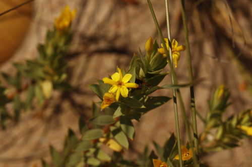 Gnidia styphelioides (Gnidia styphelioides)