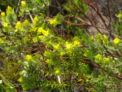 Gnidia styphelioides (Gnidia styphelioides)
