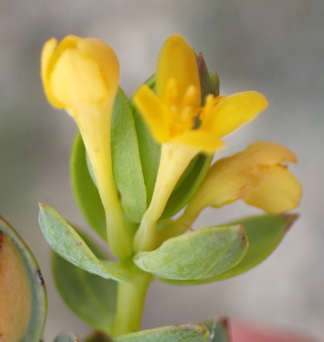 Gnidia styphelioides (Gnidia styphelioides)