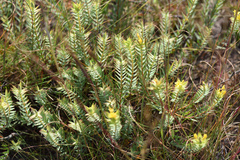 Gnidia styphelioides (Gnidia styphelioides)