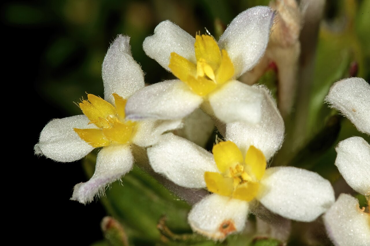 Gnidia tomentosa: Gnidia tomentosa , flowers; in fynbos, Silver Mine Area, Table Mountain National Park, Cape Town, Western Cape, South Africa