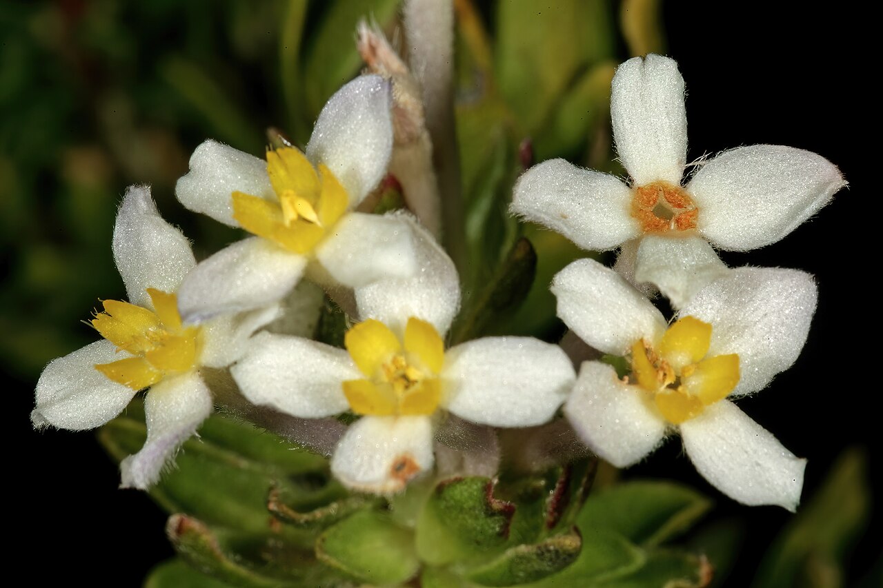 Gnidia tomentosa: Gnidia tomentosa , flowers; in fynbos, Silver Mine Area, Table Mountain National Park, Cape Town, Western Cape, South Africa