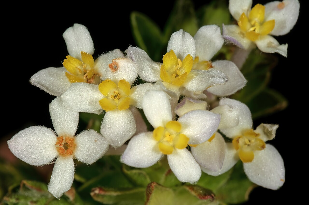 Gnidia tomentosa: Gnidia tomentosa , flowers; in fynbos, Silver Mine Area, Table Mountain National Park, Cape Town, Western Cape, South Africa