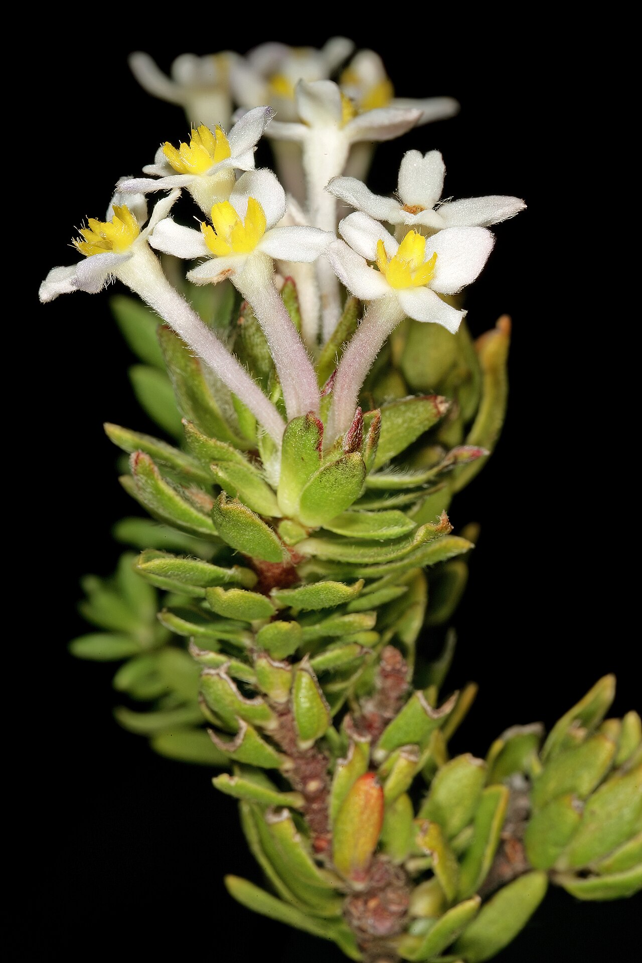 Gnidia tomentosa: Gnidia tomentosa , flowers; in fynbos, Silver Mine Area, Table Mountain National Park, Cape Town, Western Cape, South Africa
